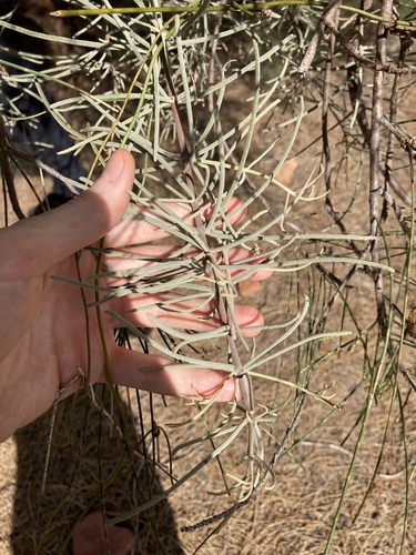 Amyema linophylla (Amyema linophylla)