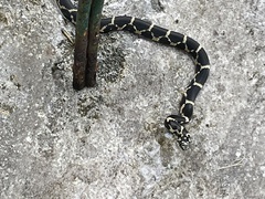 Lampropeltis getula