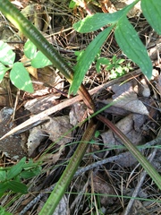 Pleurospermum uralense