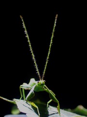 Phyllium gantungense