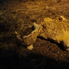 Hypomyces lateritius