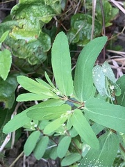 Euphorbia nutans