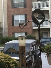 Thryothorus ludovicianus