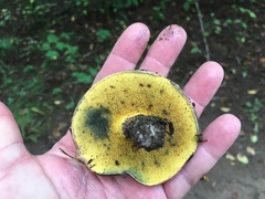 Boletellus chrysenteroides