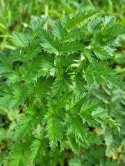 Anthriscus sylvestris