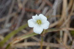 Cerastium alpinum
