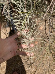 Loranthaceae