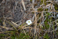 Cerastium alpinum