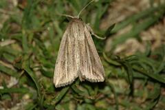 Mythimna riparia