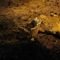 Hypomyces lateritius