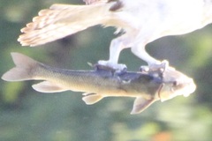 Catostomus commersonii