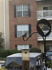 Thryothorus ludovicianus