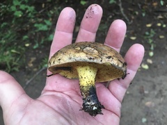 Boletellus chrysenteroides