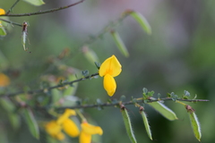 Cytisus