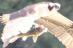 Catostomus commersonii