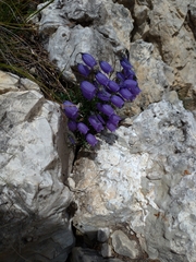 Campanula cespitosa