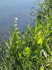 Sagittaria