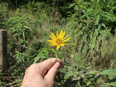 Helianthus grosseserratus