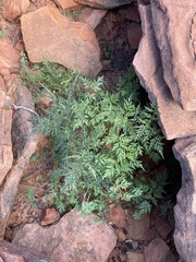 Bidens bipinnata
