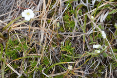 Cerastium alpinum