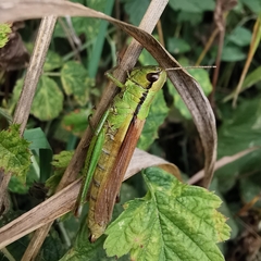Mecostethus parapleurus