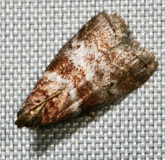 Sciota uvinella