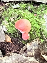 Hortiboletus rubellus