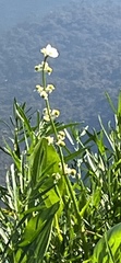 Sagittaria