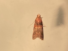 Acrobasis angusella