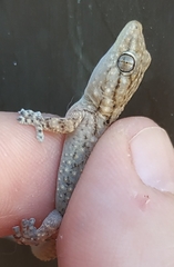 Tarentola mauritanica