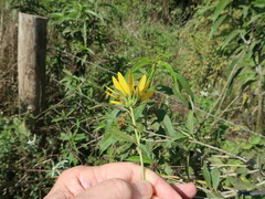 Helianthus grosseserratus