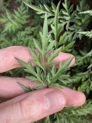 Bidens bipinnata