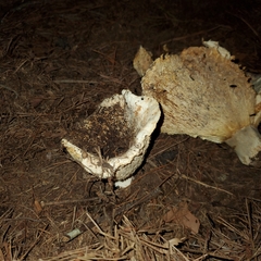 Hypomyces lateritius