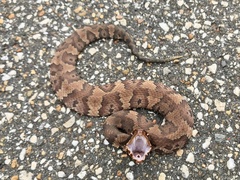 Agkistrodon piscivorus
