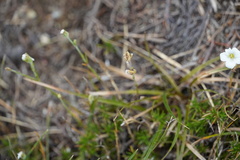 Cerastium alpinum