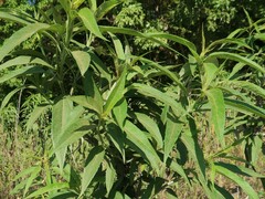 Helianthus grosseserratus