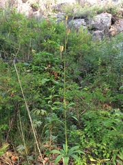 Lilium martagon pilosiusculum