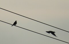 Turdus pilaris