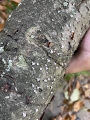 Porodisculus pendulus