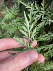 Bidens bipinnata