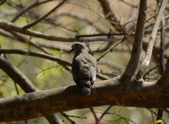 Turtur chalcospilos