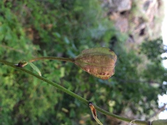 Lilium martagon pilosiusculum