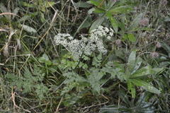 Anthriscus sylvestris
