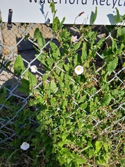 Convolvulus arvensis