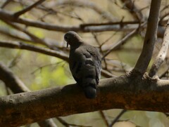 Turtur chalcospilos