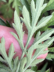 Bidens bipinnata