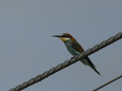 Merops apiaster