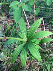 Lilium martagon pilosiusculum