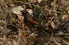 Tchagra australis