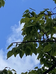 Catalpa bignonioides